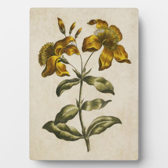 Placa Expositora Hierba de San Juan (Frente)