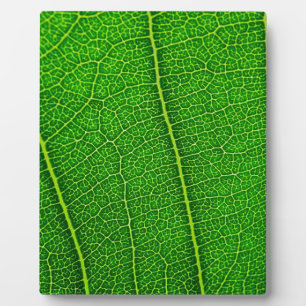Placa Expositora Hoja