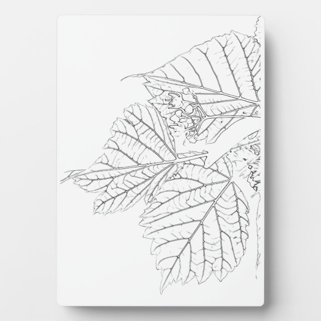 Placa Expositora Hojas de Basswood (Frente)