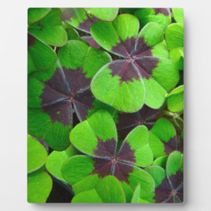 Placa Expositora Hojas de Oxalis - Rojo y Verde