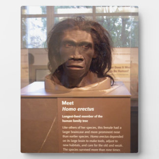 Placa Expositora Homo erectus; exposición en el museo