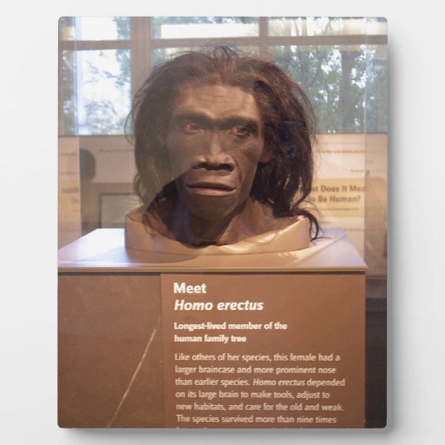 Placa Expositora Homo erectus; exposición en el museo (Frente)