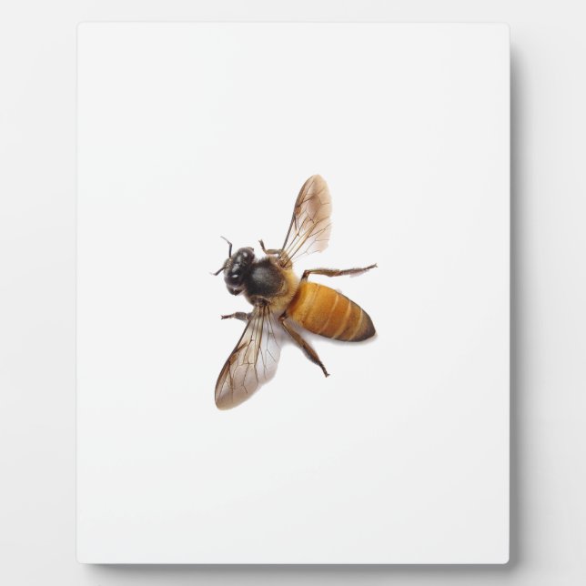 Placa Expositora Honey Bee (Frente)