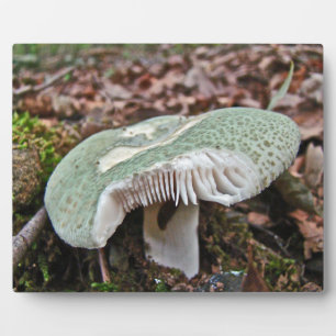 Placa Expositora Hongos verdes - Russula cruusosa