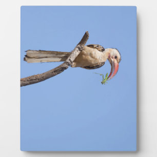Placa Expositora Hornbill rojo