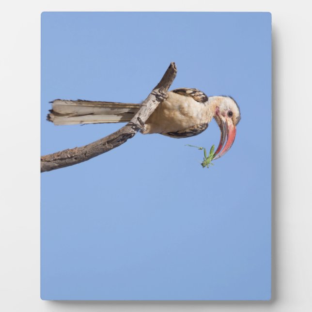 Placa Expositora Hornbill rojo (Frente)