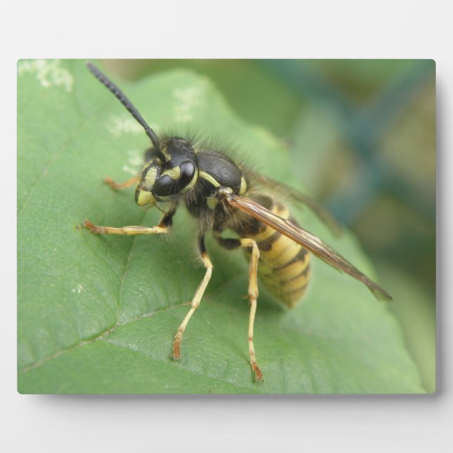 Placa Expositora Hoverfly Macro Plaque (Frente)