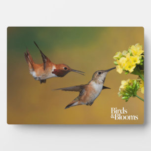 Placa Expositora Hummingbird flotante