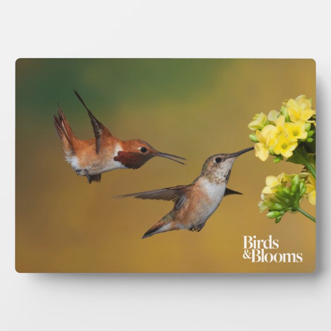 Placa Expositora Hummingbird flotante (Frente)