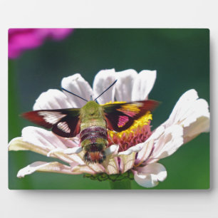 Placa Expositora Hummingbird Moth