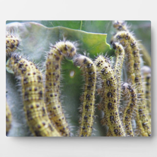Placa Expositora Hunbage Cabbage White Caterpillar Plaque (Frente)