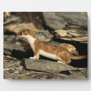 Placa Expositora Hunting Weasel