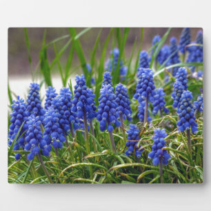Placa Expositora Hyacinth de uva