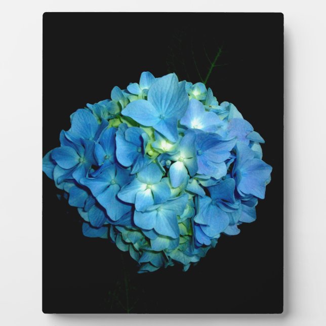 Placa Expositora Hydrangea azul (Frente)