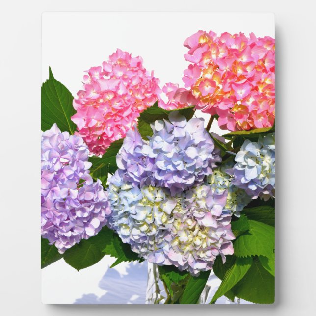 Placa Expositora Hydrangea Bouquet (Frente)