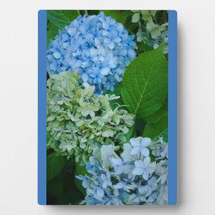 Placa Expositora Hydrangea Flowers