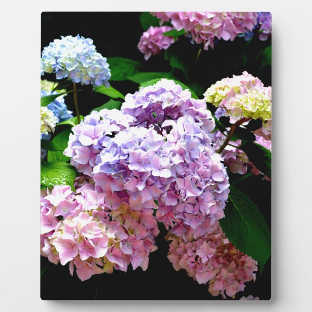 Placa Expositora Hydrangea garden, rosa, azul, violeta floral (Frente)