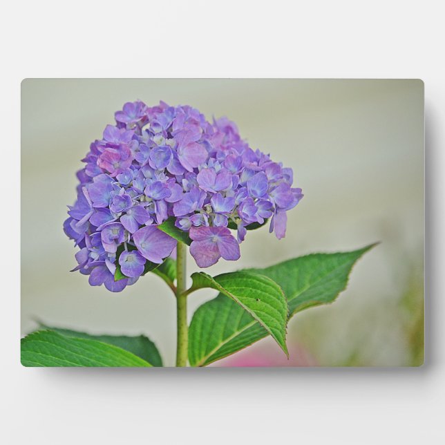 Placa Expositora Hydrangea Plaque (Frente)