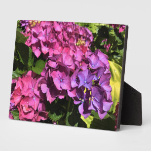 Placa Expositora Hydrangeas
