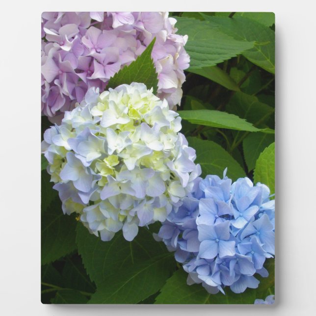 Placa Expositora Hydrangeas (Frente)