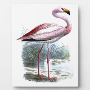 Placa Expositora Ilustracion Vintage Puna Flamingo