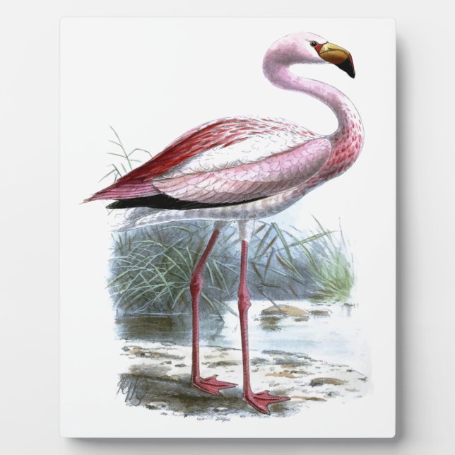 Placa Expositora Ilustracion Vintage Puna Flamingo (Frente)