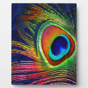 Placa Expositora Impresión de plumas de pavo real coloridas