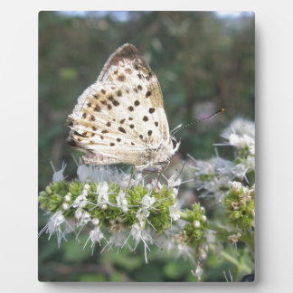 Placa Expositora Impresionante crema y mariposa de chocolate