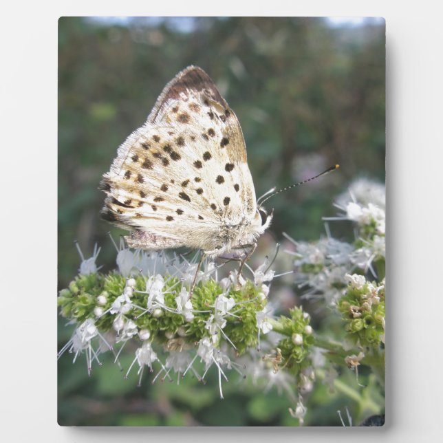 Placa Expositora Impresionante crema y mariposa de chocolate (Frente)