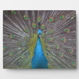 Placa Expositora Impresionante pavo real