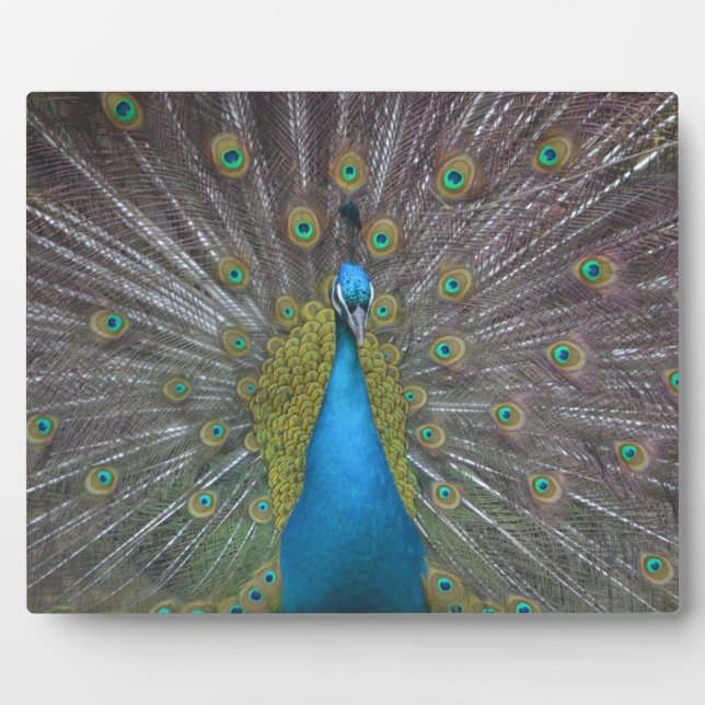 Placa Expositora Impresionante pavo real (Frente)