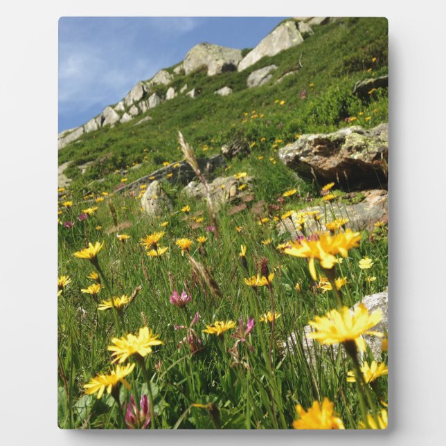 Placa Expositora ¡Increíble! Flores alpinas (Frente)