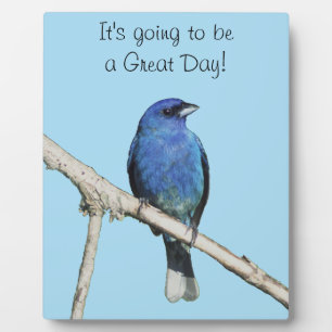 Placa Expositora Indigo Bunting