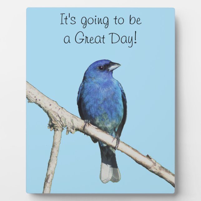 Placa Expositora Indigo Bunting (Frente)