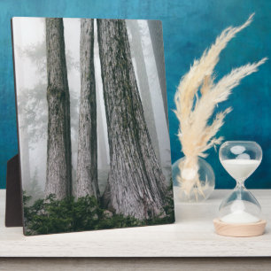 Placa Expositora Invocar el bosque