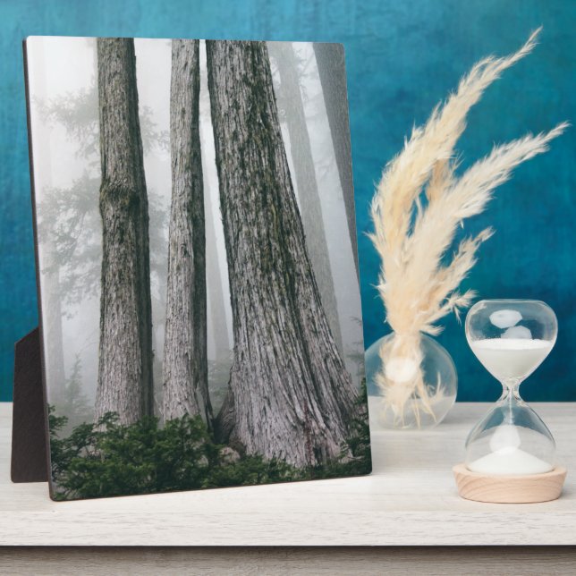 Placa Expositora Invocar el bosque (Lado)