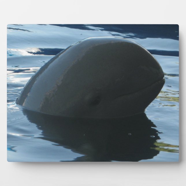 Placa Expositora Irrawaddy Dolphin Peek-A-Boo (Frente)