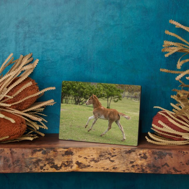 Placa Expositora Isla de Pascua aka Rapa Nui (Lado)