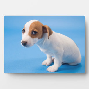 Placa Expositora Jack Russell Puppy