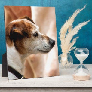 PLACA EXPOSITORA JACK RUSSELL TERRIER DOG