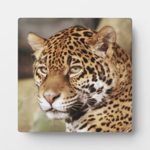 Placa Expositora Jaguar Photo Plaque