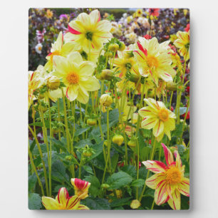 Placa Expositora Jardín de dahlias amarillo