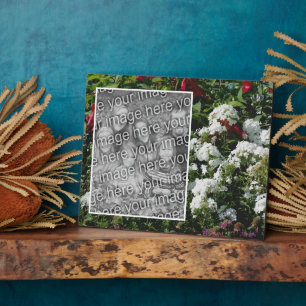 Placa Expositora Jardín de flores de White Phlox Añade tu propia fo