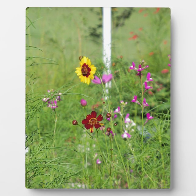 Placa Expositora jardín de flores silvestres (Frente)