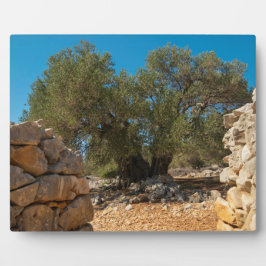 Placa Expositora Jardines de oliva de Lun