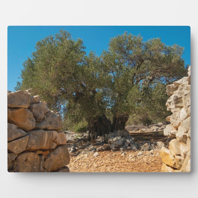 Placa Expositora Jardines de oliva de Lun (Frente)