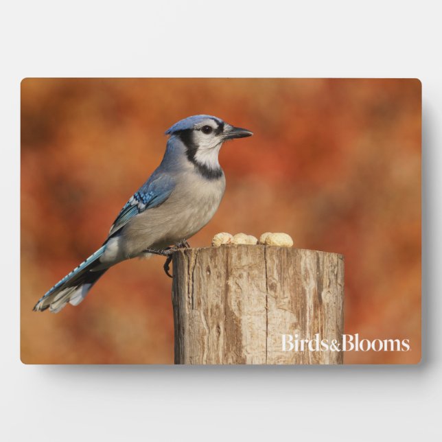 Placa Expositora Jay azul (Frente)