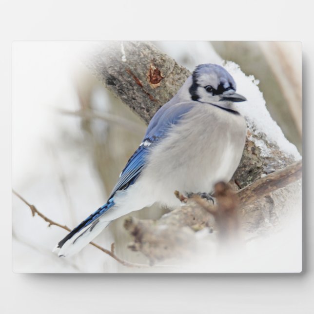 Placa Expositora Jay azul en nieve de invierno (Frente)