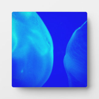 Placa Expositora Jellyfish
