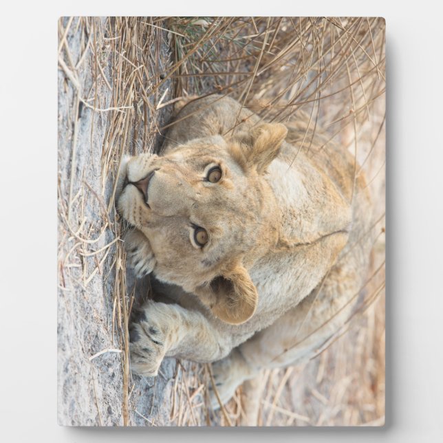 Placa Expositora Joven león (Frente)